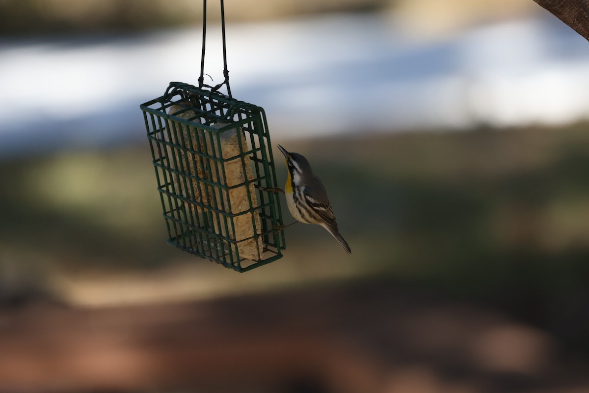 Paruline à gorge jaune - ML629033250