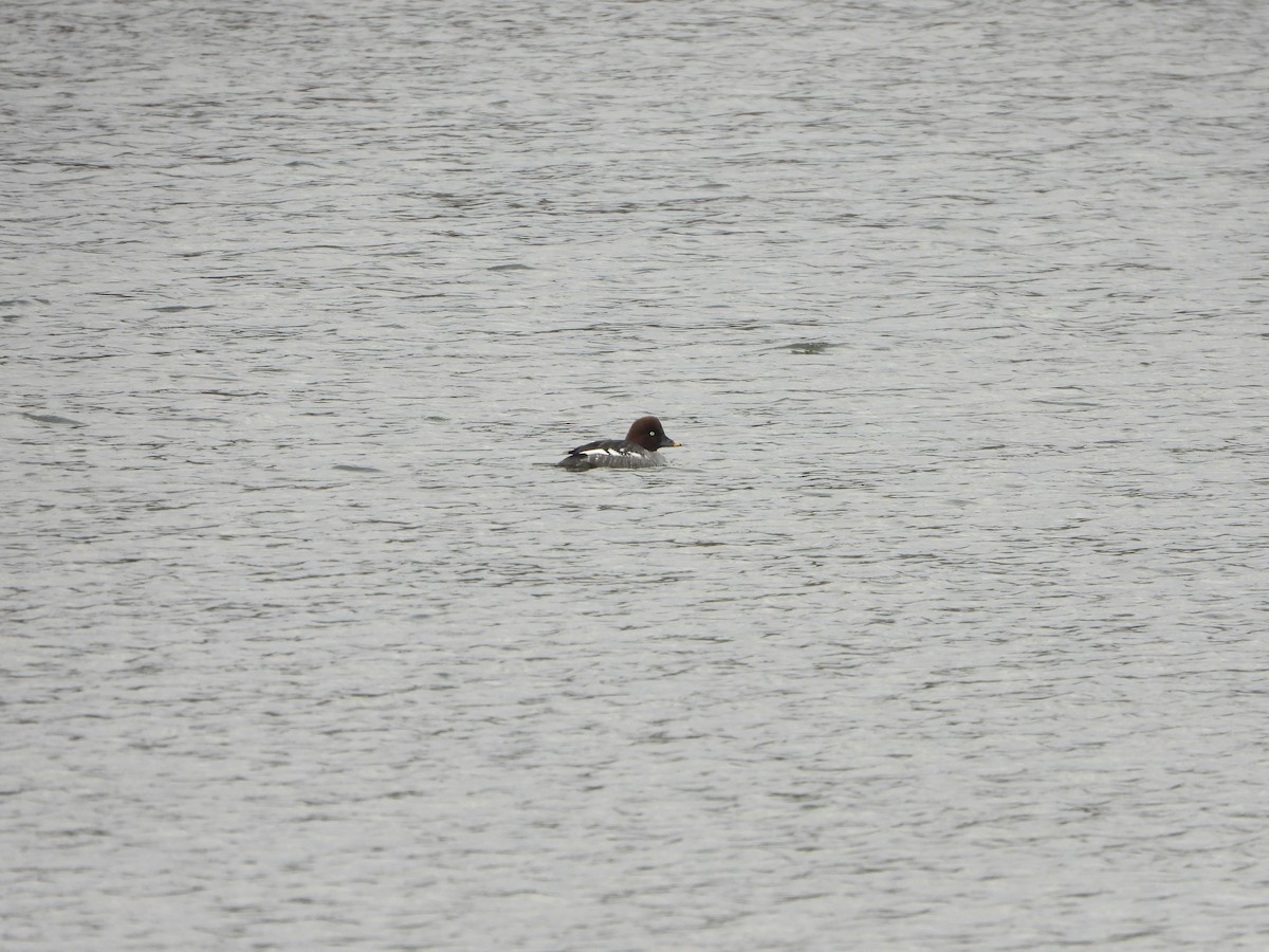 Common Goldeneye - ML629033423