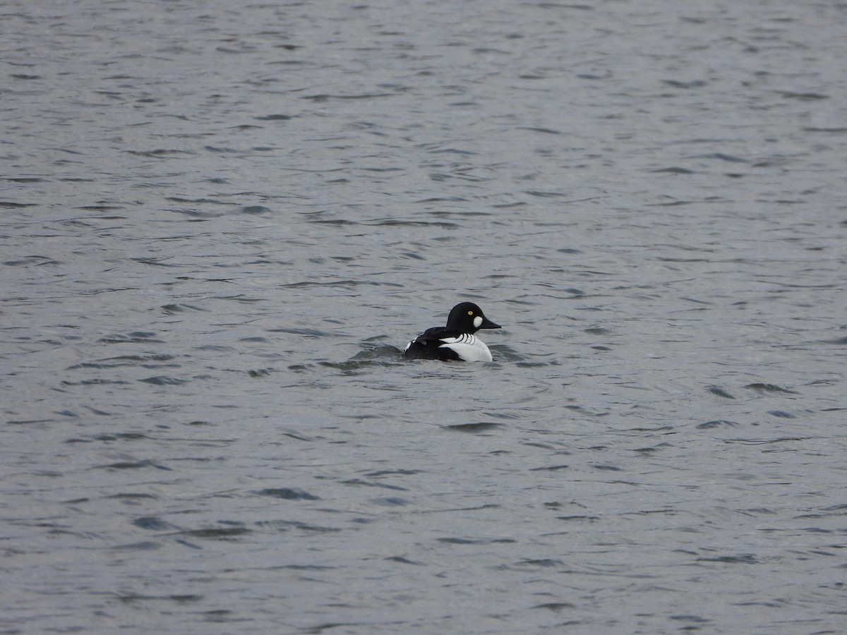 Common Goldeneye - ML629033424