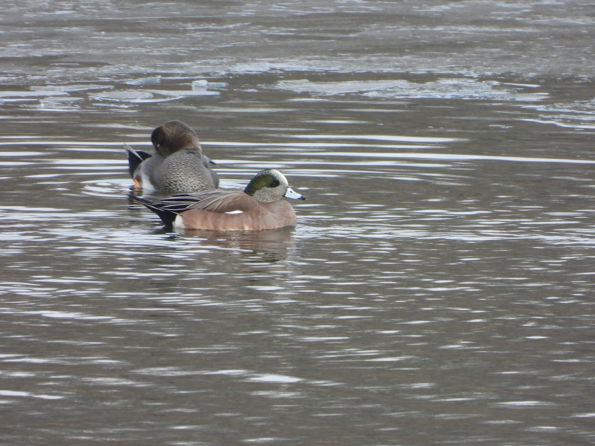 American Wigeon - ML629033442