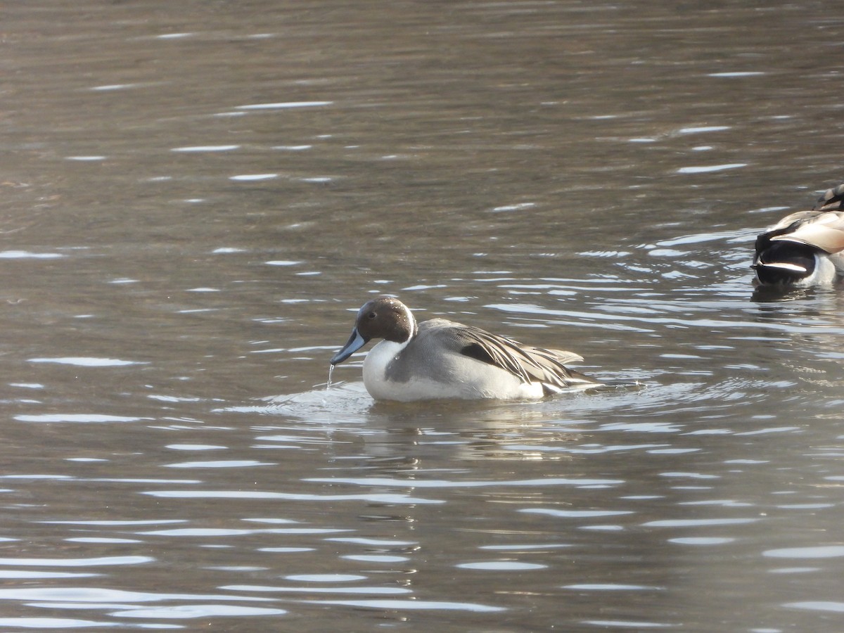 Northern Pintail - ML629033449