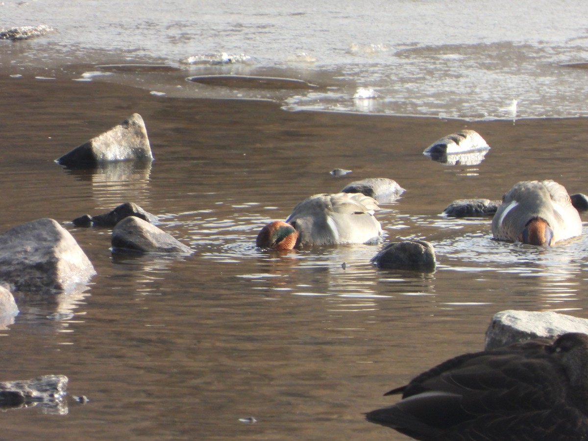 Green-winged Teal - ML629033460