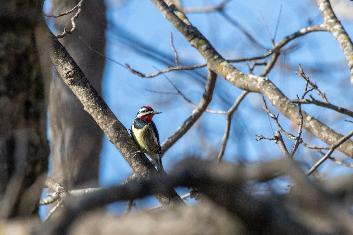 Yellow-bellied Sapsucker - ML629033550