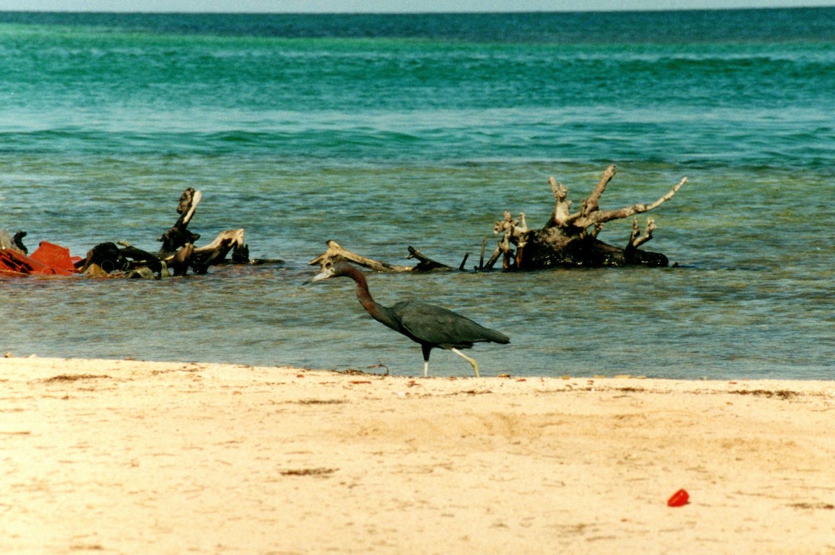 Little Blue Heron - ML629033587