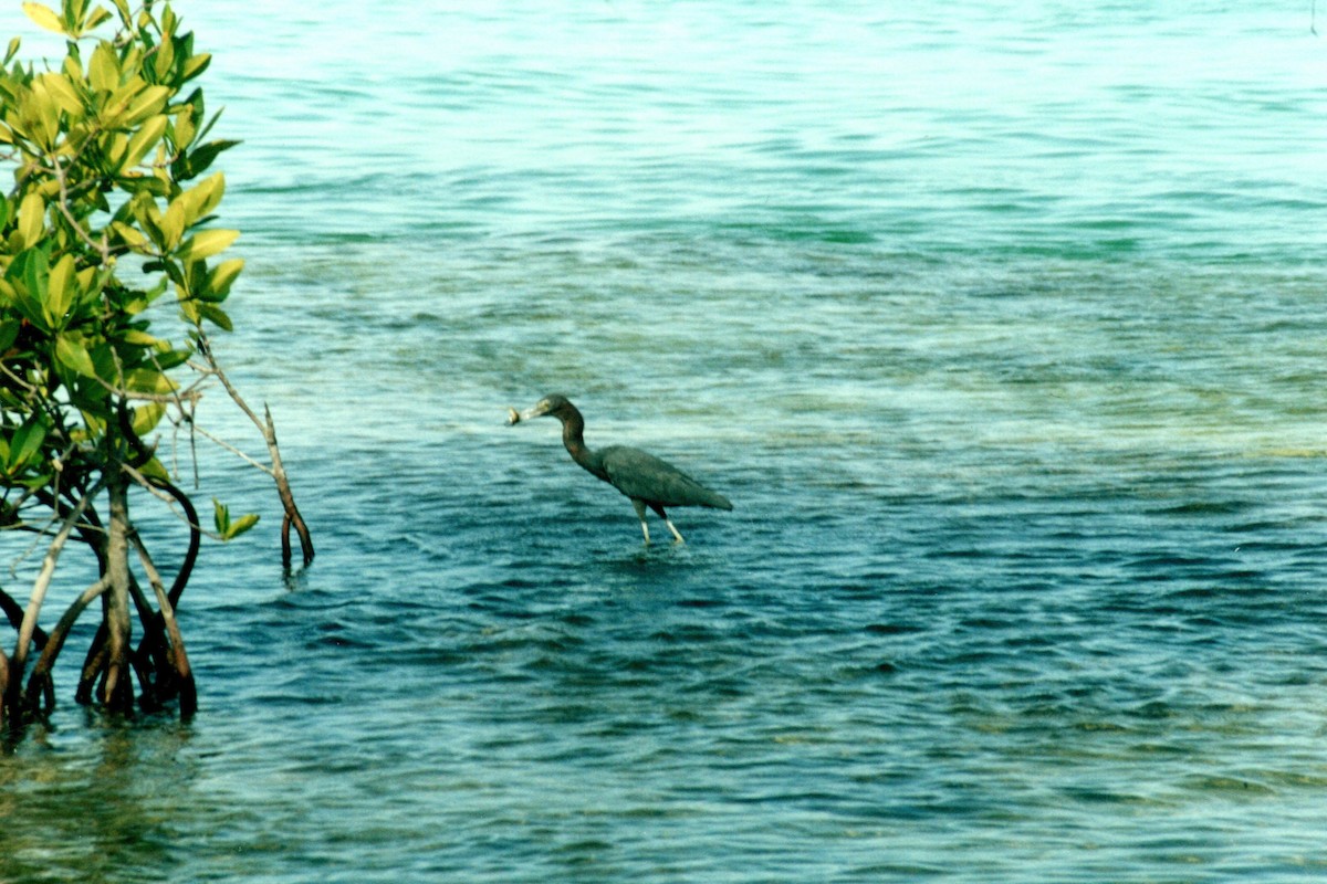 Little Blue Heron - ML629033588