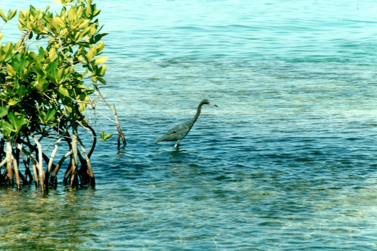 Little Blue Heron - ML629033589