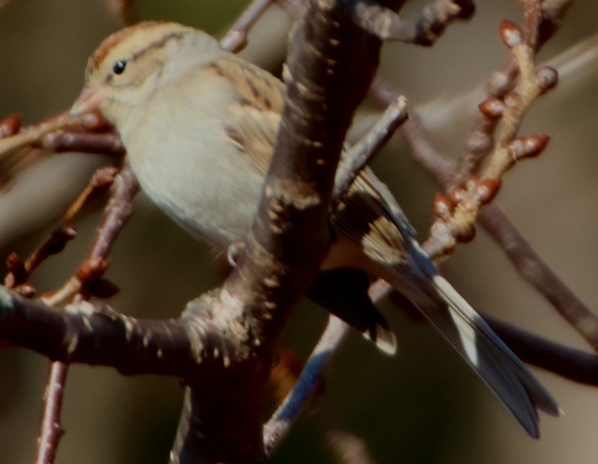 Chipping Sparrow - ML629033695