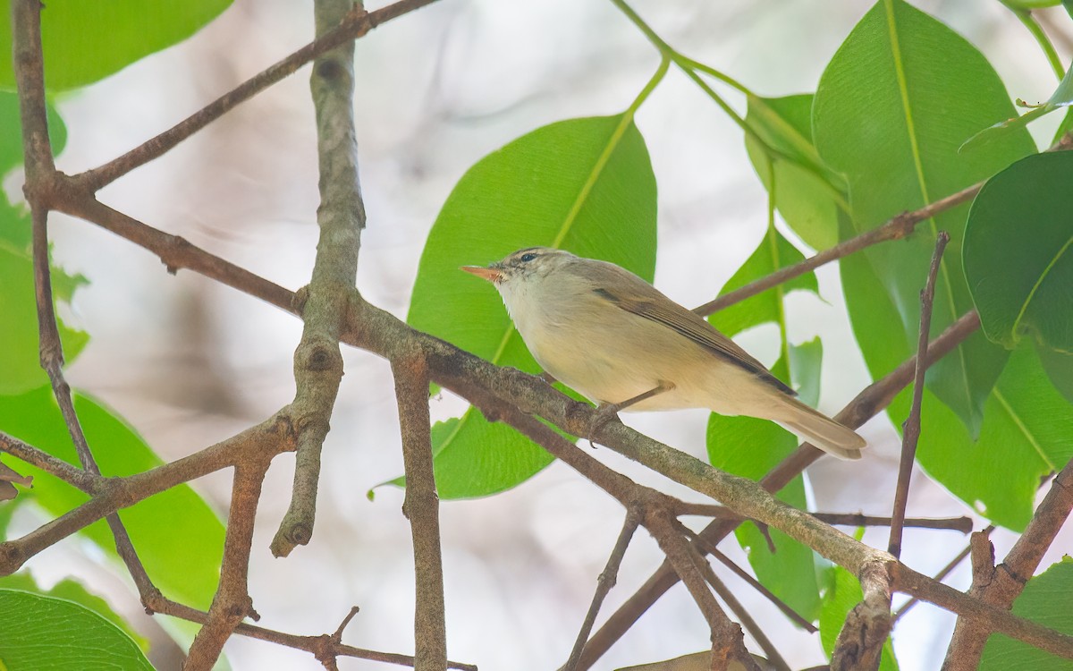 Green Warbler - ML629033811