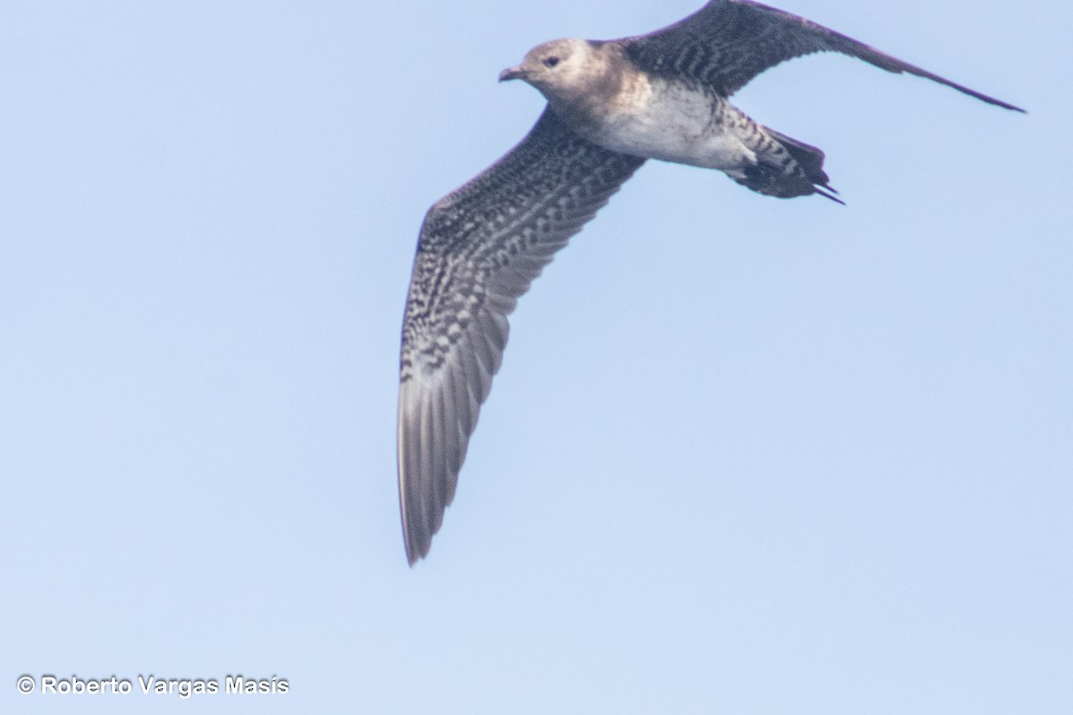Long-tailed Jaeger - ML629033820