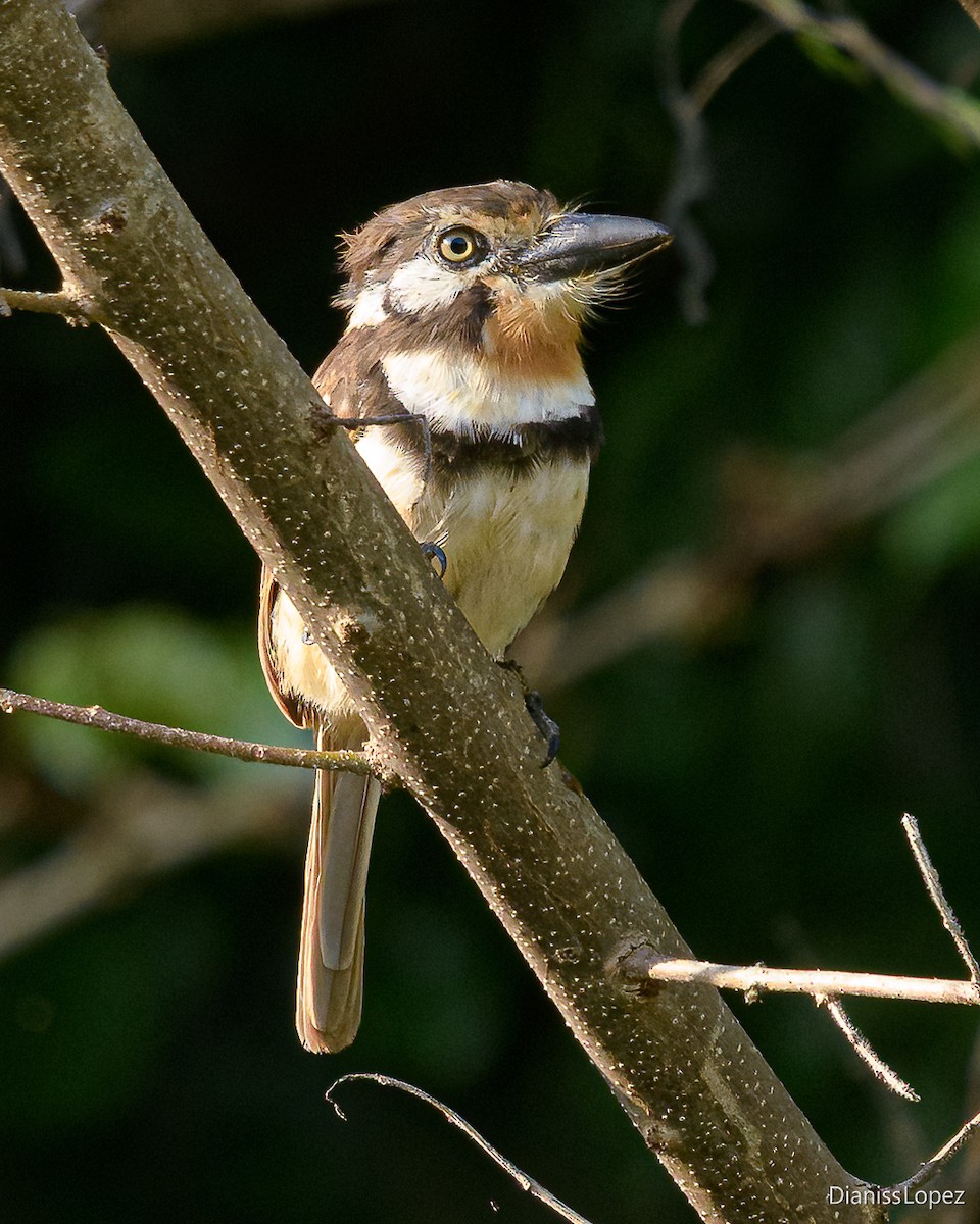 Russet-throated Puffbird - ML629033841