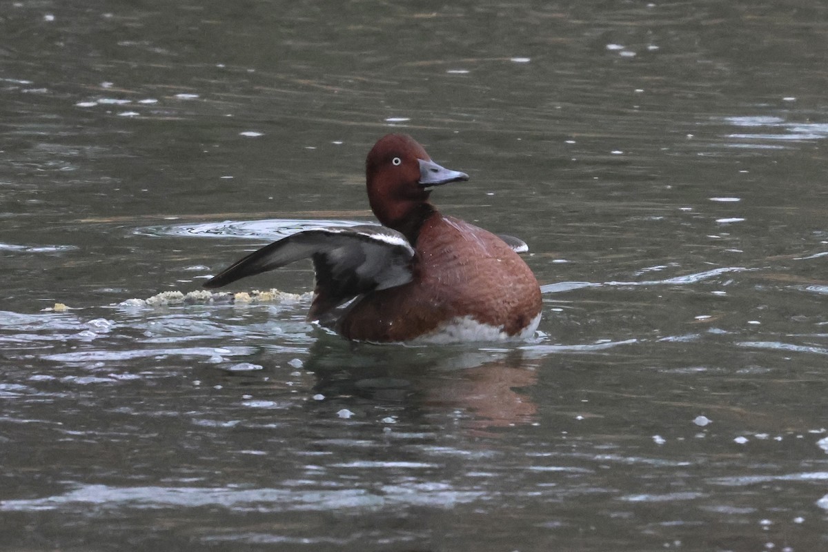 Ferruginous Duck - ML629033855