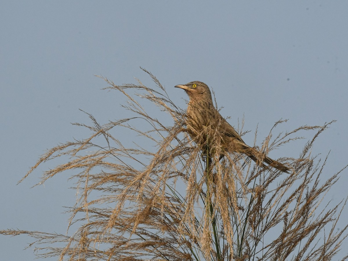Striated Babbler - ML629033868