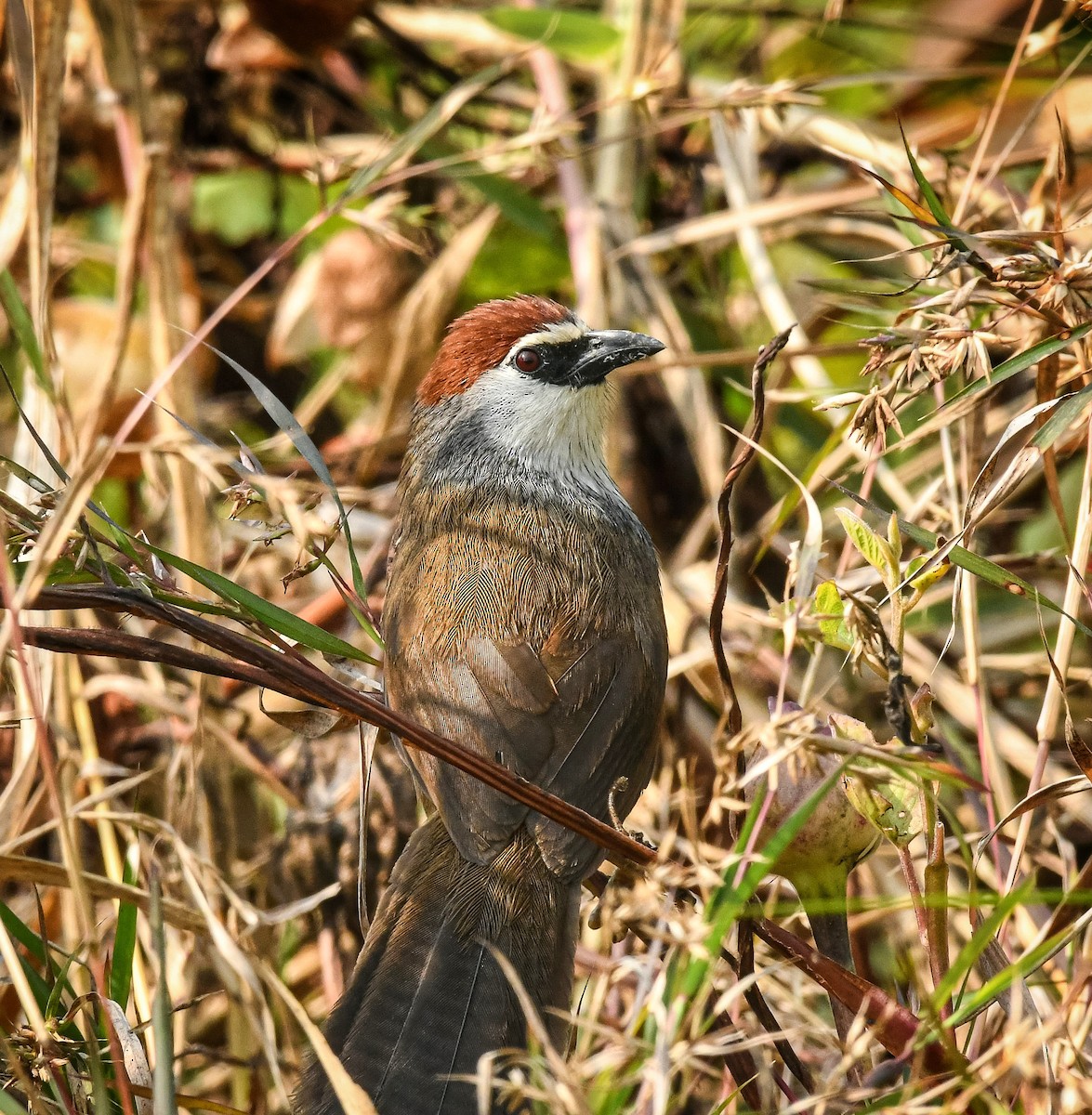 Chestnut-capped Babbler - ML629033872