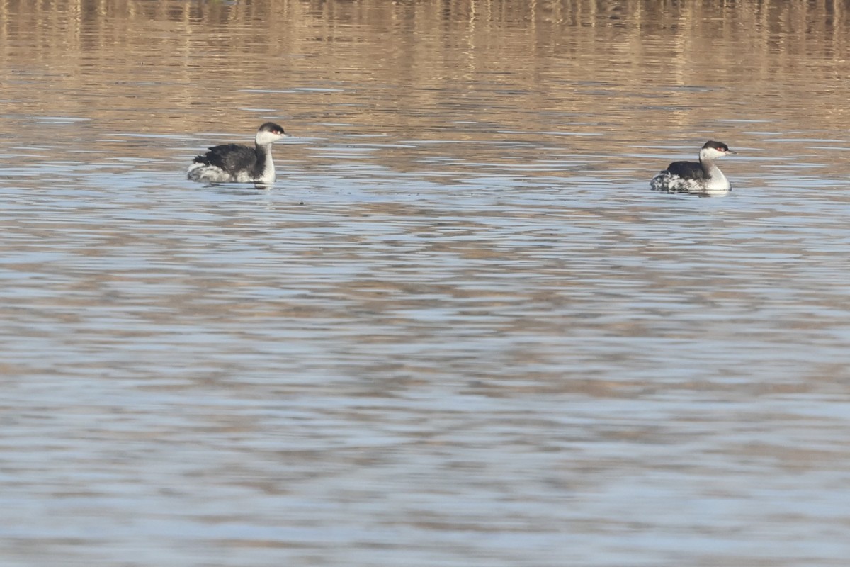 Horned Grebe - ML629033889