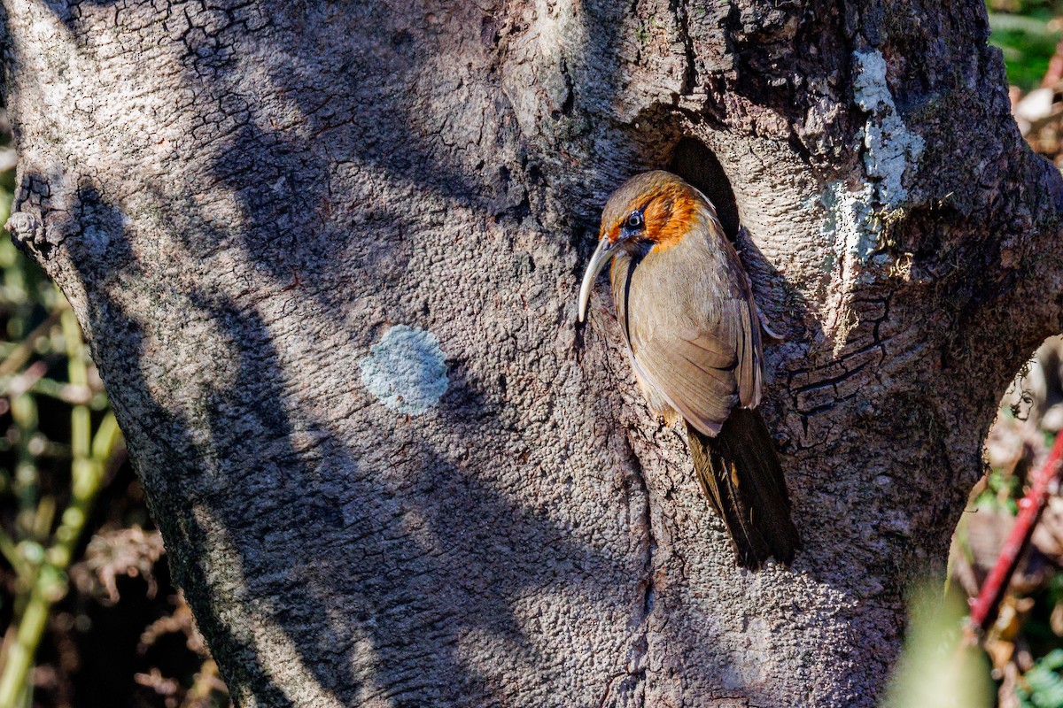 Rusty-cheeked Scimitar-Babbler - ML629033898