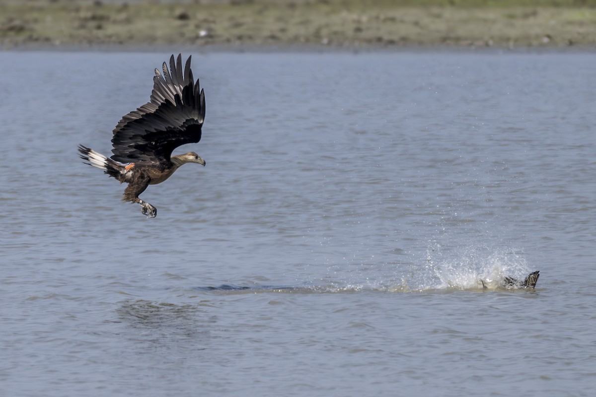 Bindenseeadler - ML629033934