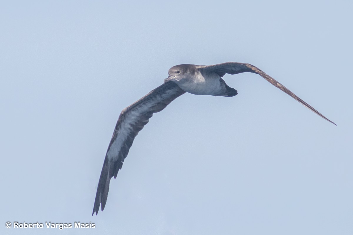 Pink-footed Shearwater - ML629034001