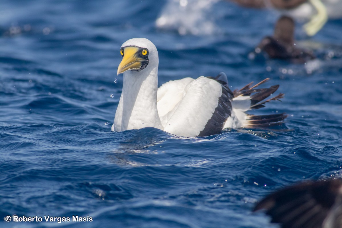 Masked Booby - ML629034130