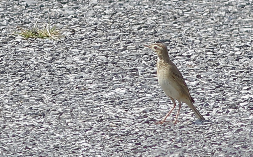 Richard's Pipit - ML629034137