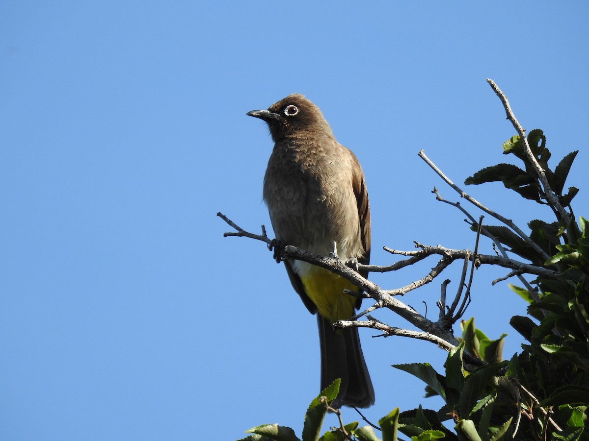 Cape Bulbul - ML629034165