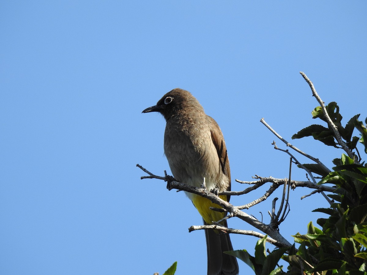 Cape Bulbul - ML629034166