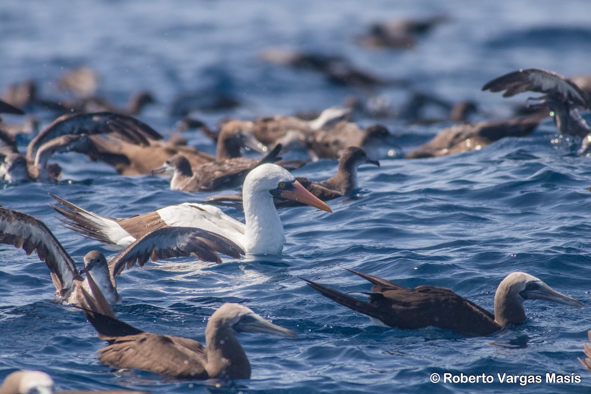 Nazca Booby - ML629034177