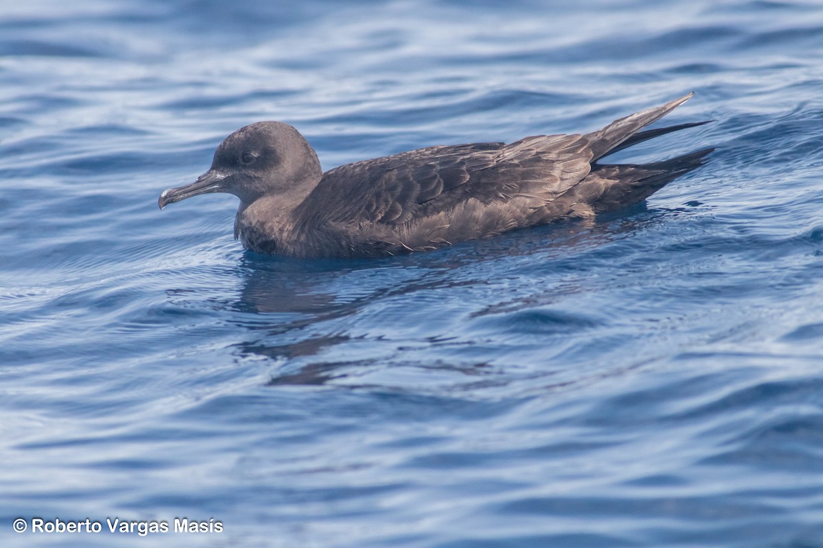 Sooty Shearwater - ML629034294