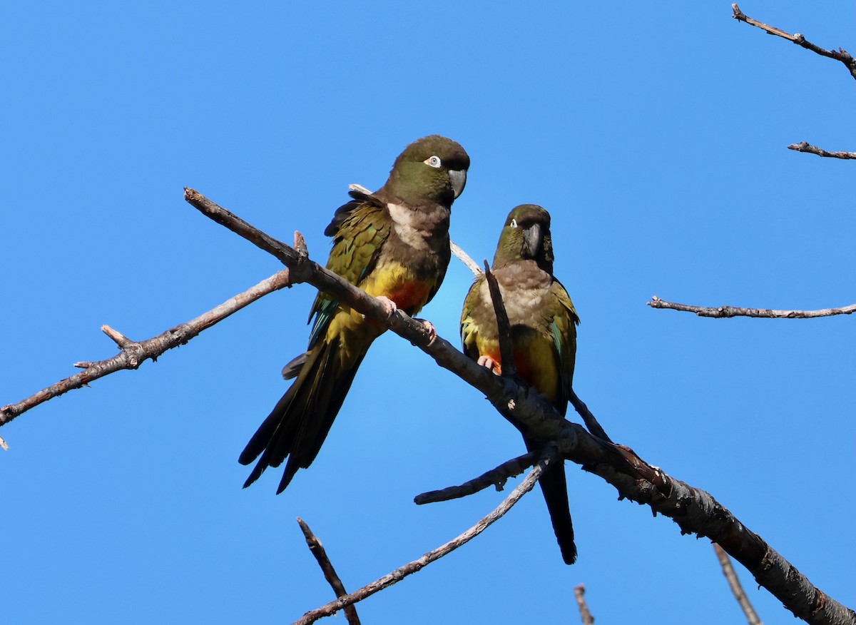 Burrowing Parakeet - ML629034301