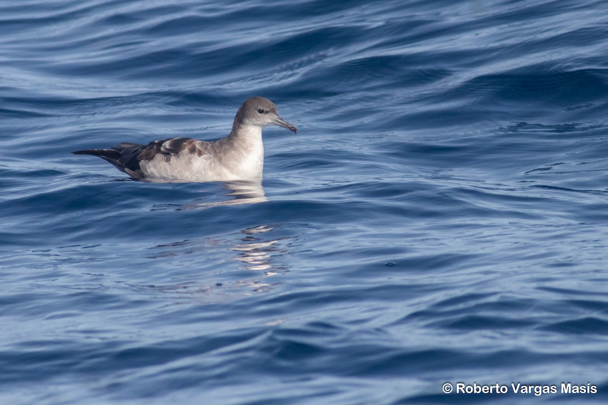 Wedge-tailed Shearwater - ML629034449
