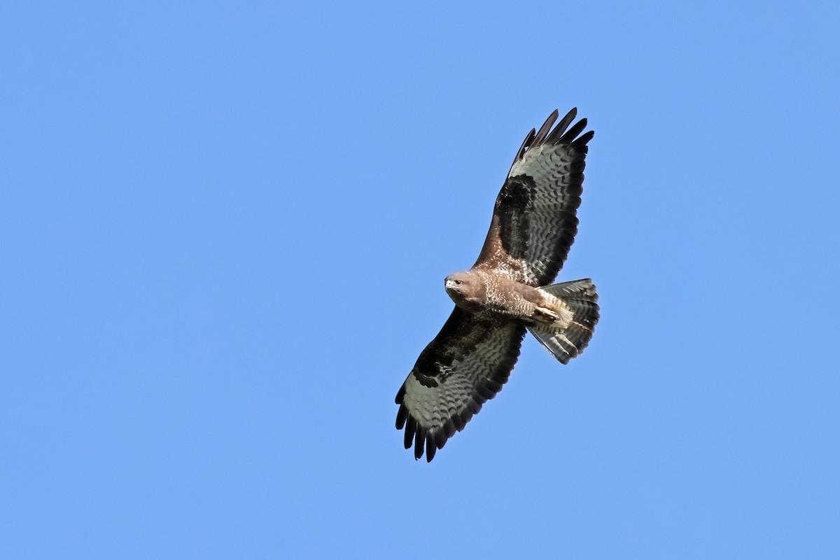 Buse variable - ML629034561