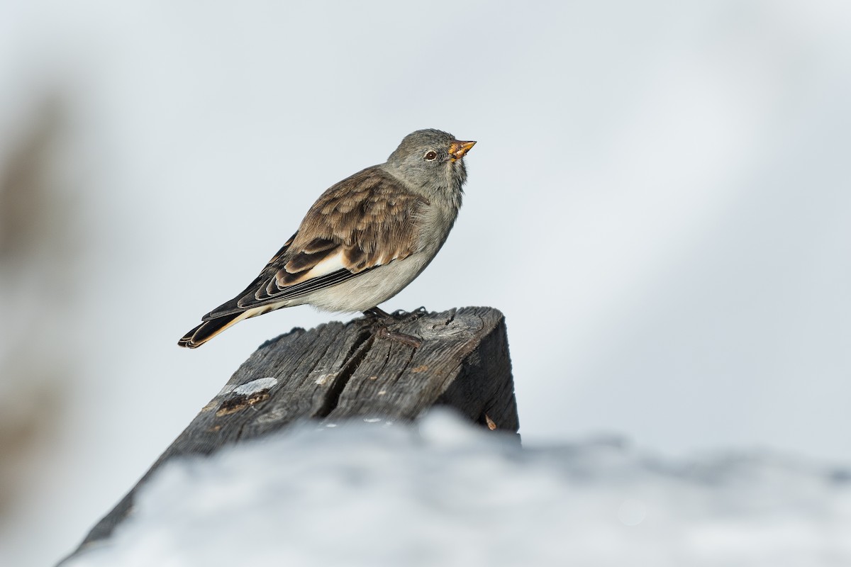 White-winged Snowfinch - ML629034564