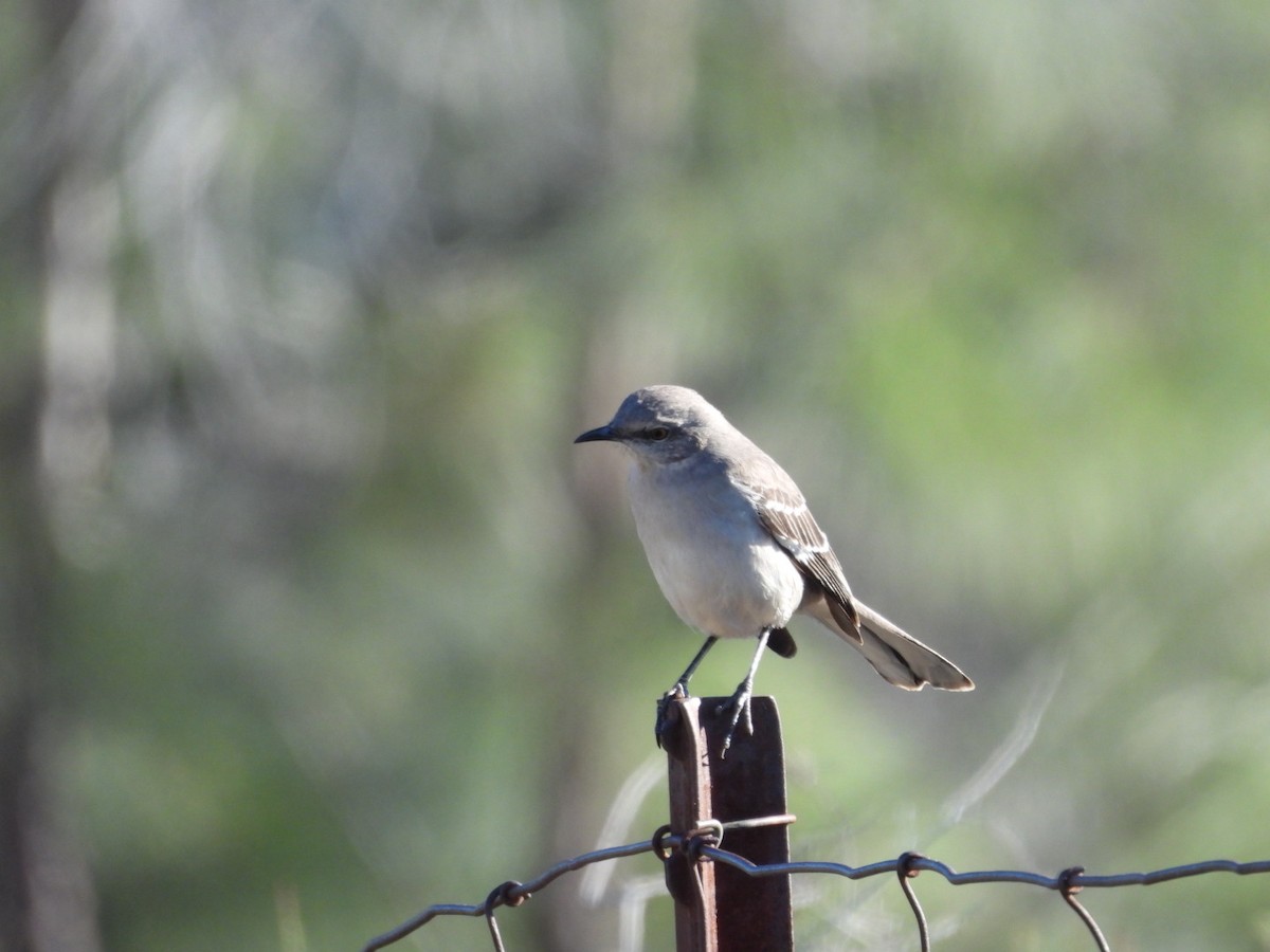 Northern Mockingbird - ML629034745