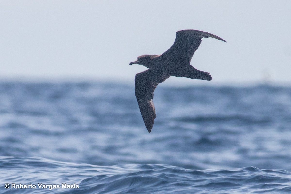 Flesh-footed Shearwater - ML629034813