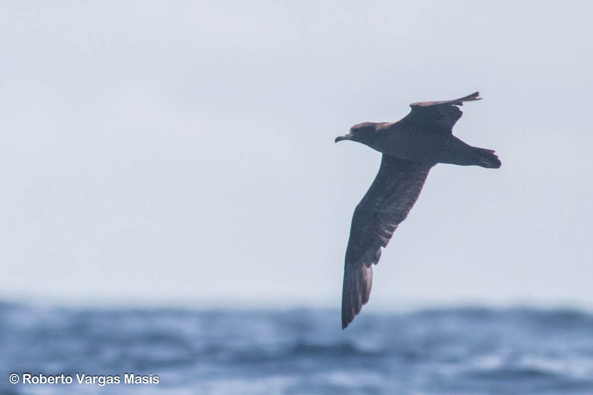 Flesh-footed Shearwater - ML629034814
