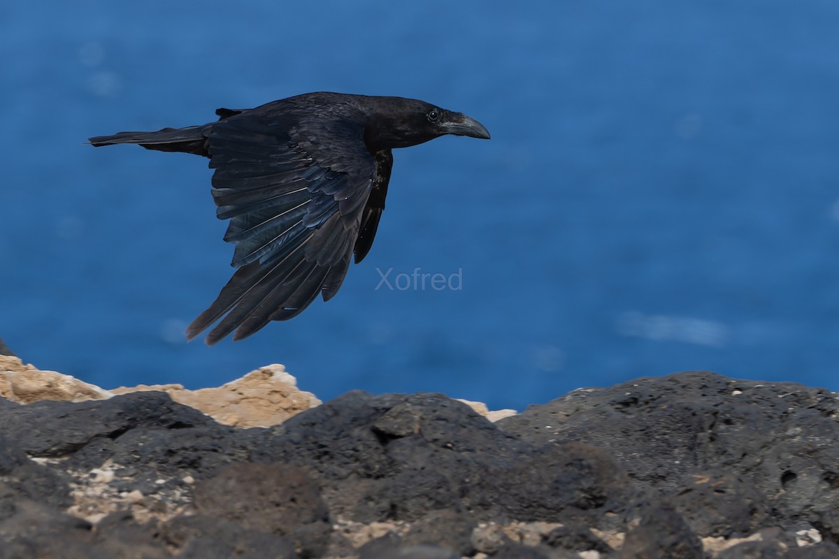 Common Raven - ML629034882