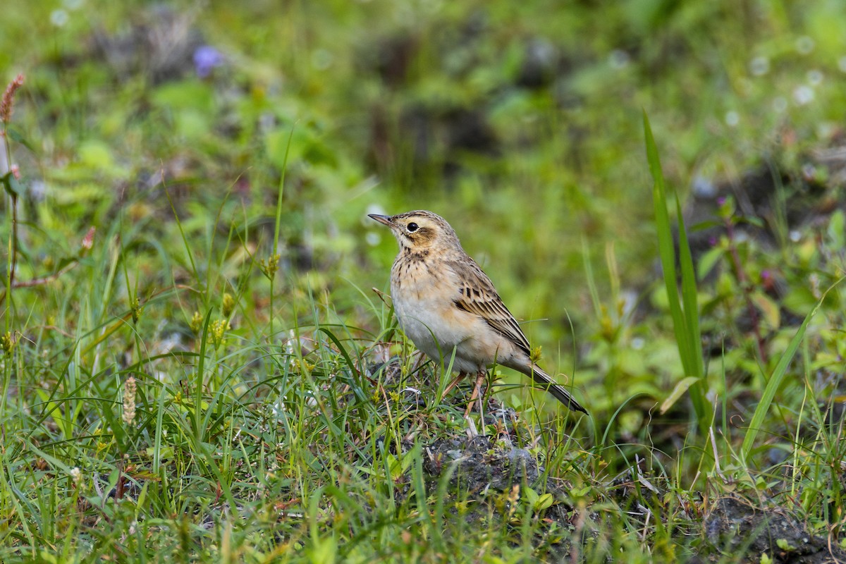 Richard's Pipit - ML629034905