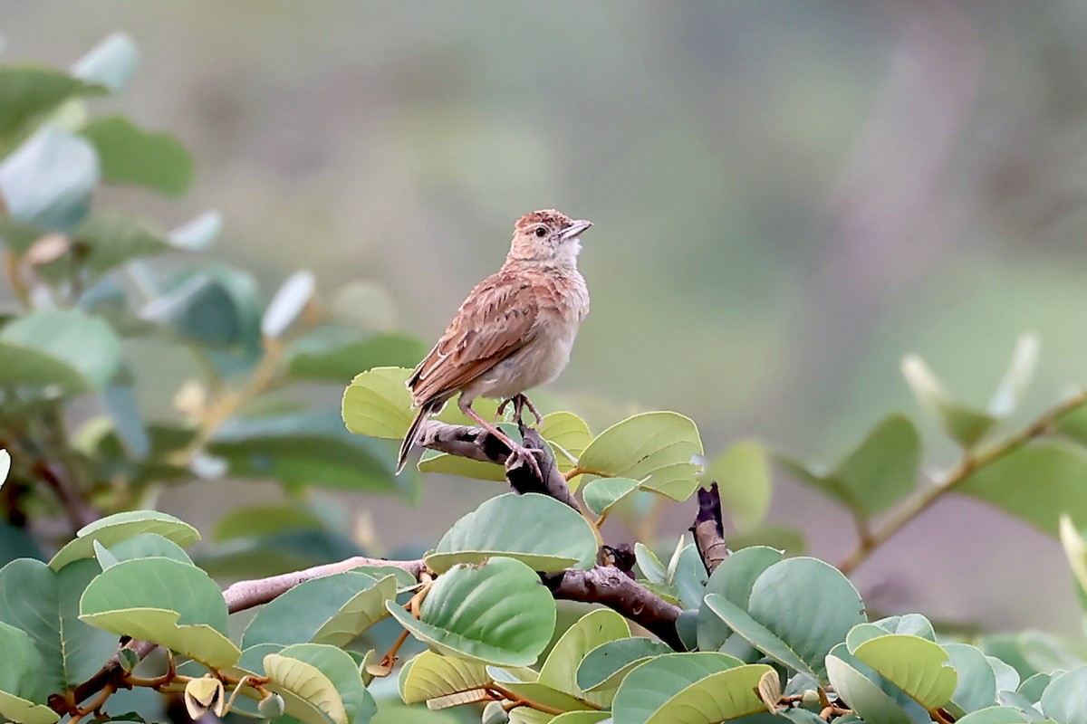 Plains Lark (Malbrant's) - ML629035134