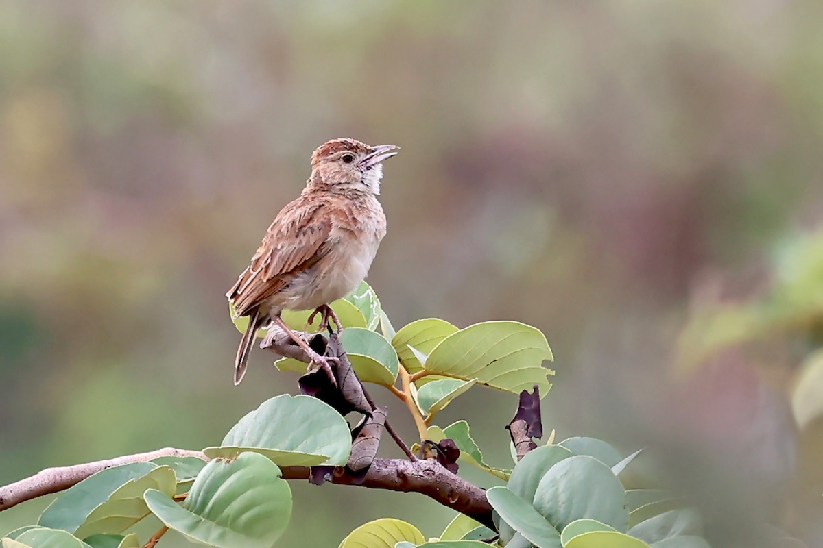 Plains Lark (Malbrant's) - ML629035137