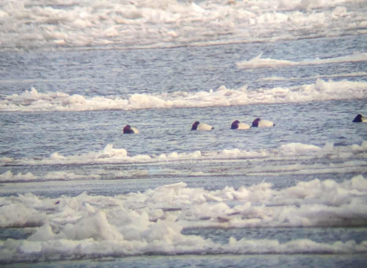 Canvasback - Duncan Woolston