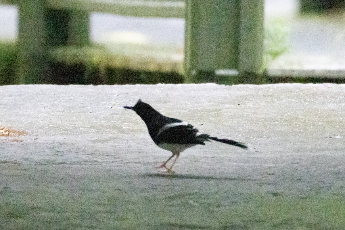 Bornean Forktail - ML629035161