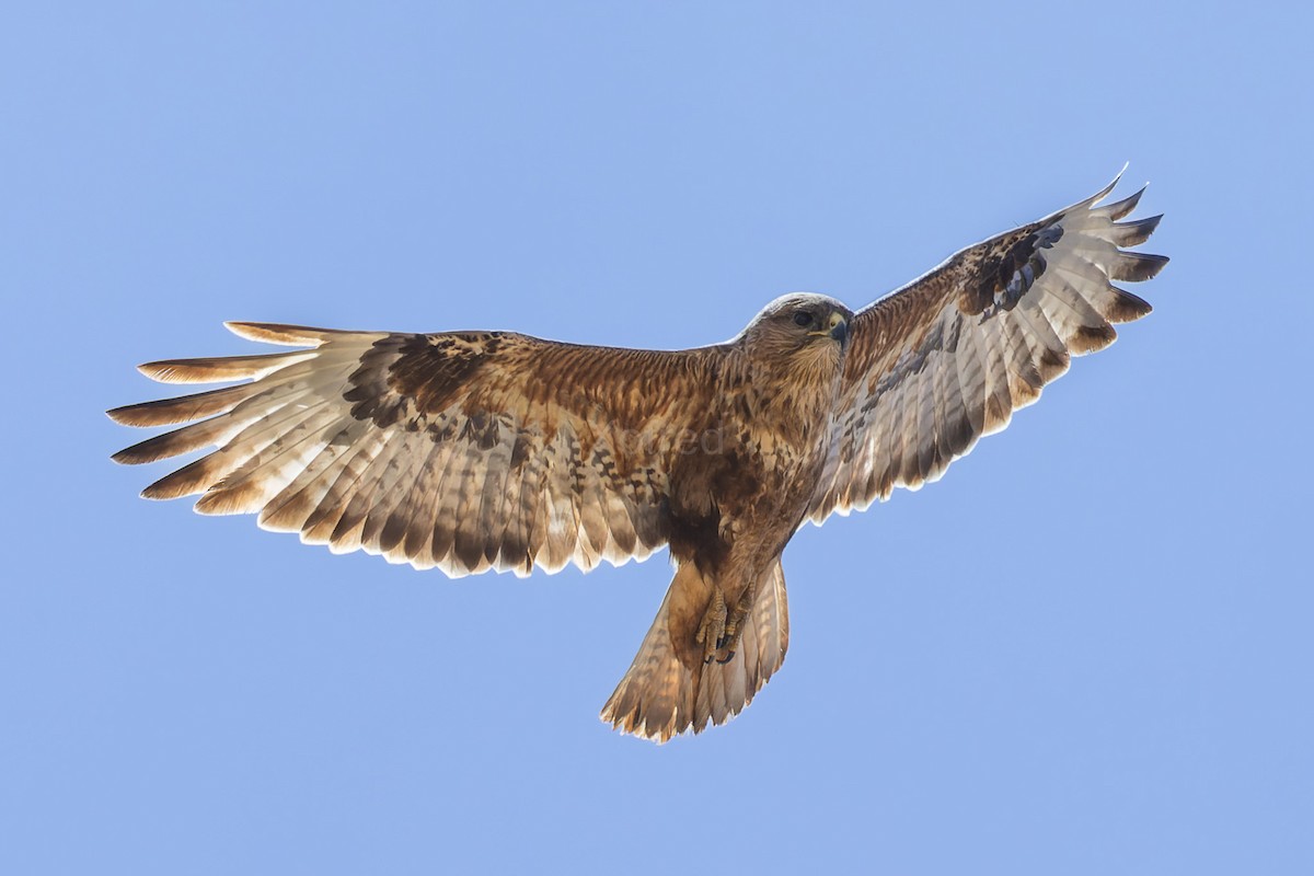 Buse variable (insularum) - ML629035218