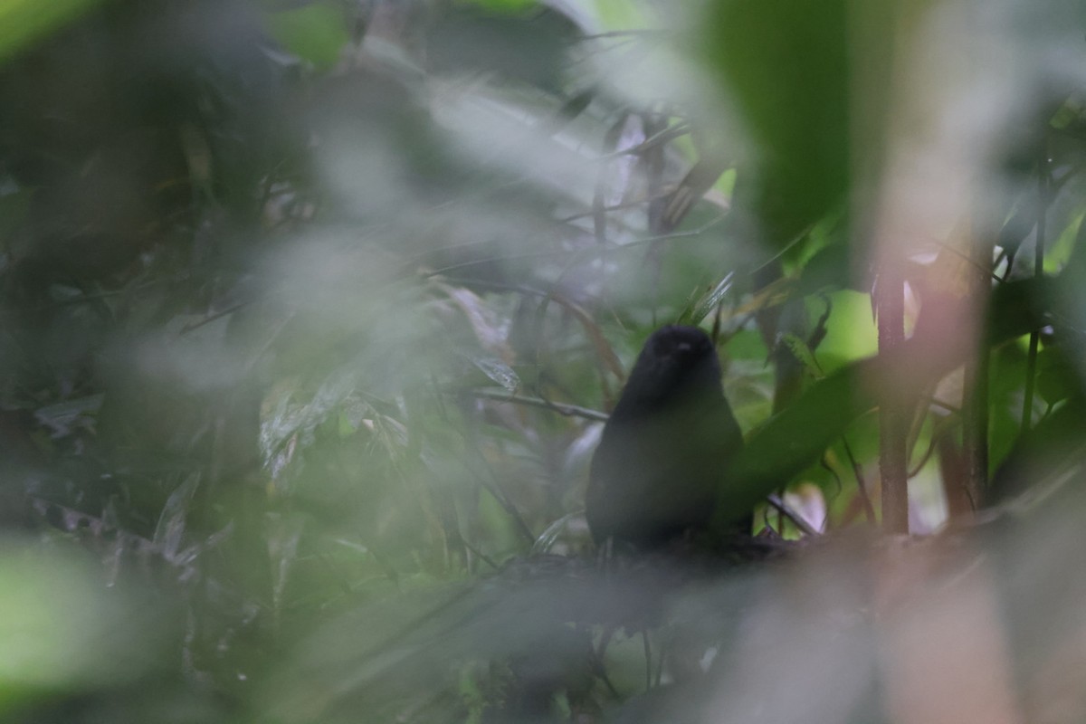 Stiles's Tapaculo - ML629035234