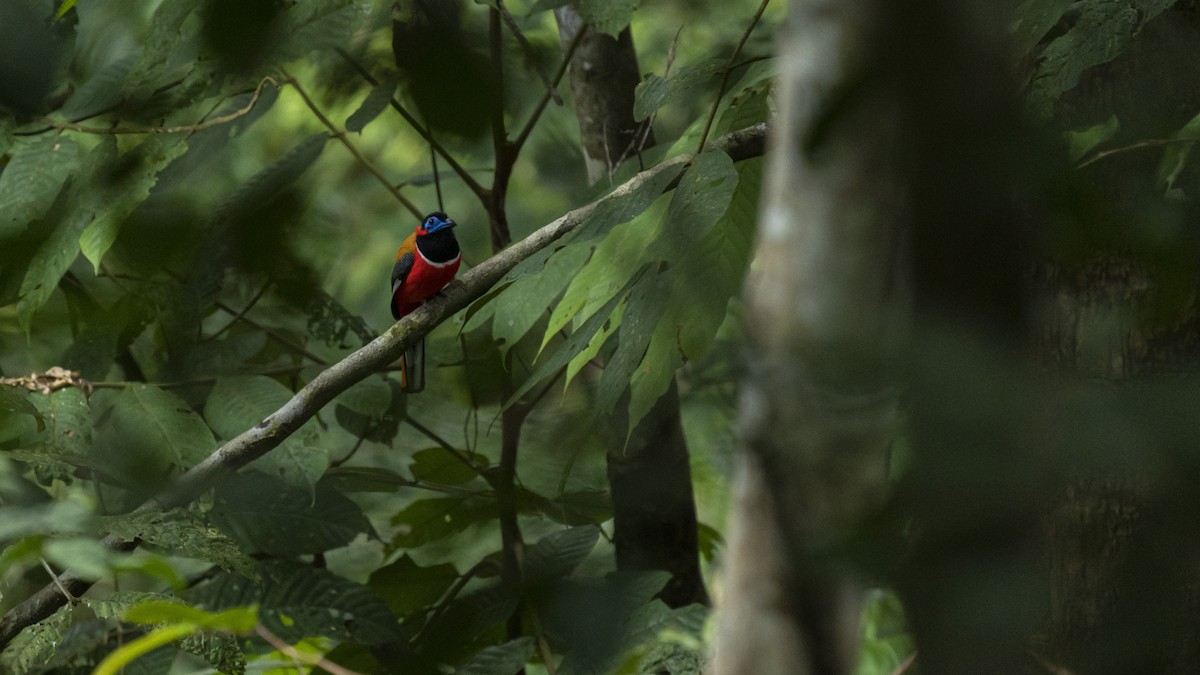 Kızıl Enseli Trogon - ML629035293