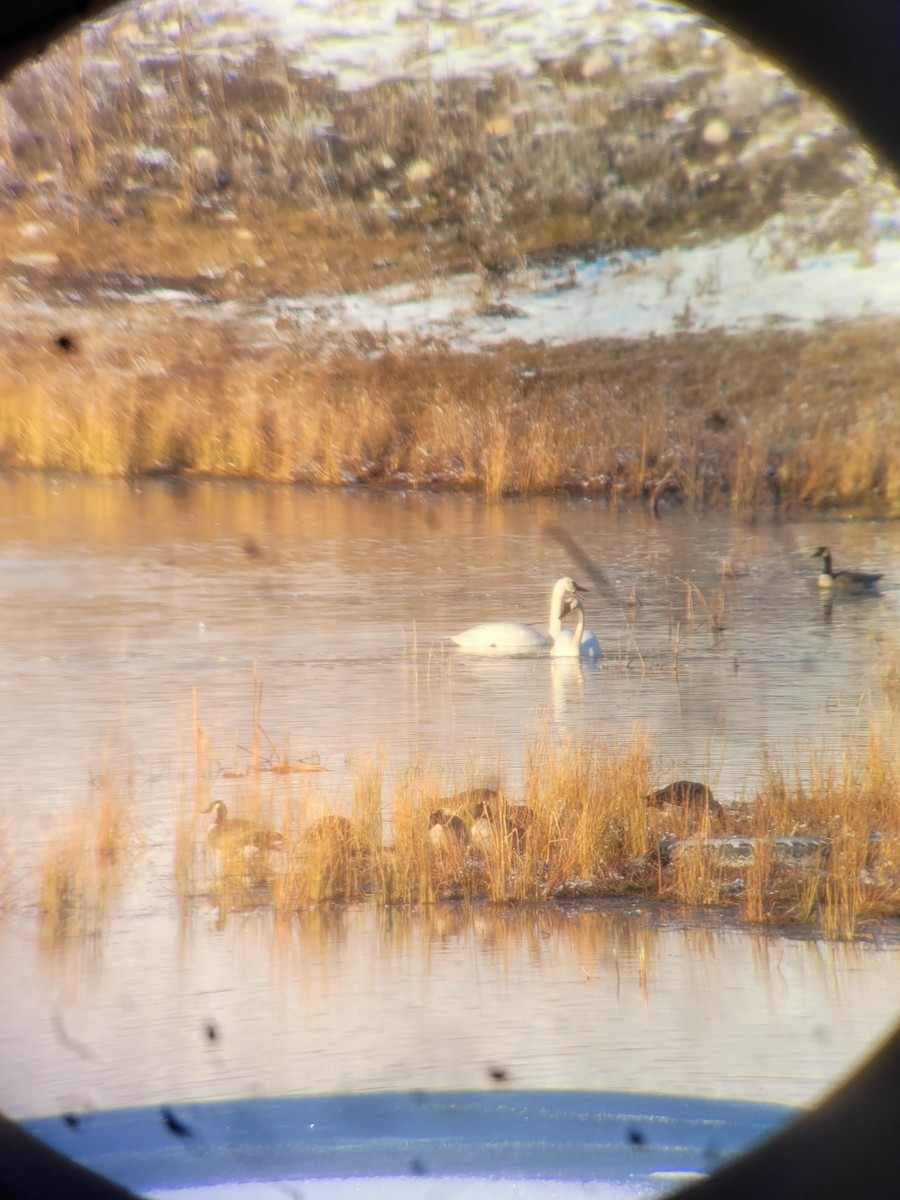 Trumpeter Swan - ML629035369