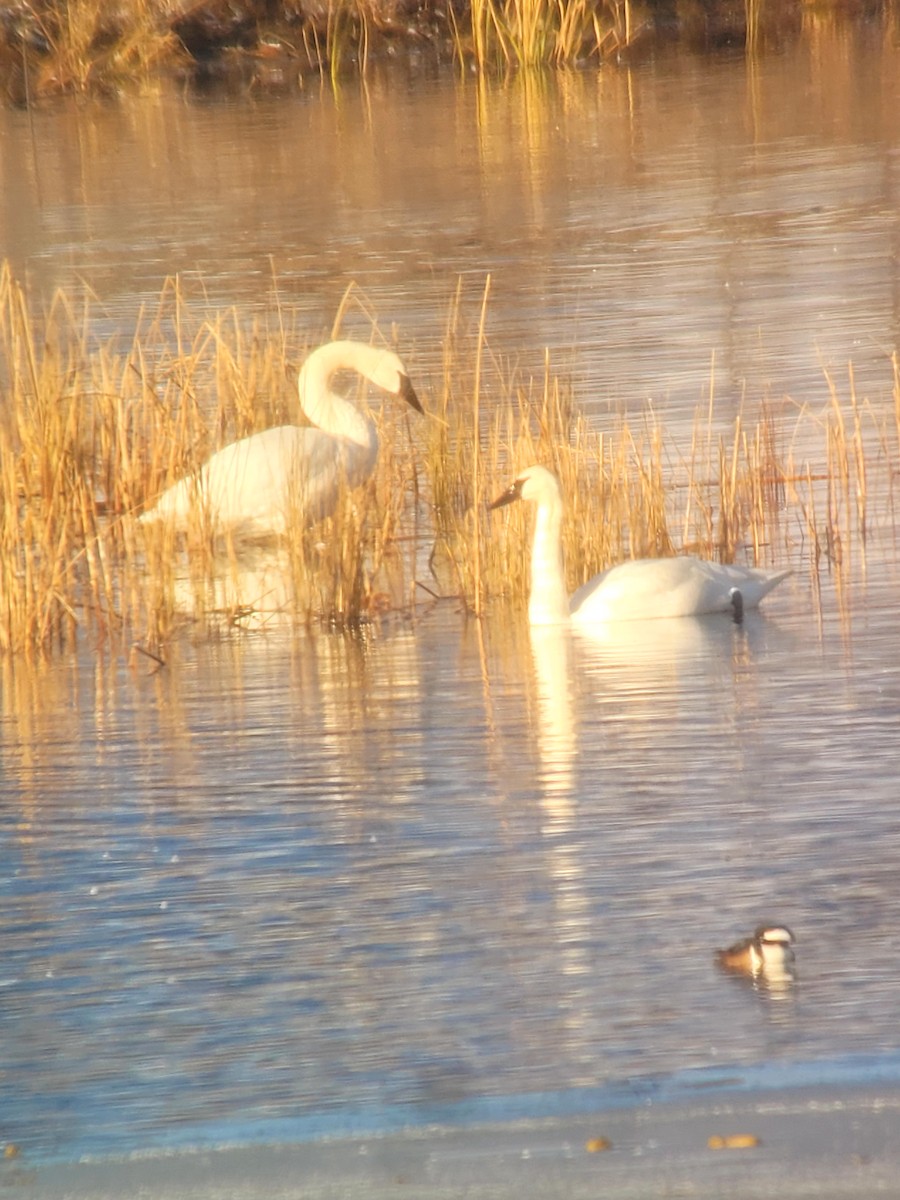 Trumpeter Swan - ML629035370