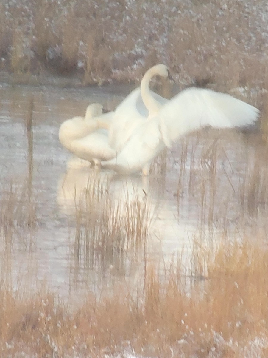 Trumpeter Swan - ML629035371