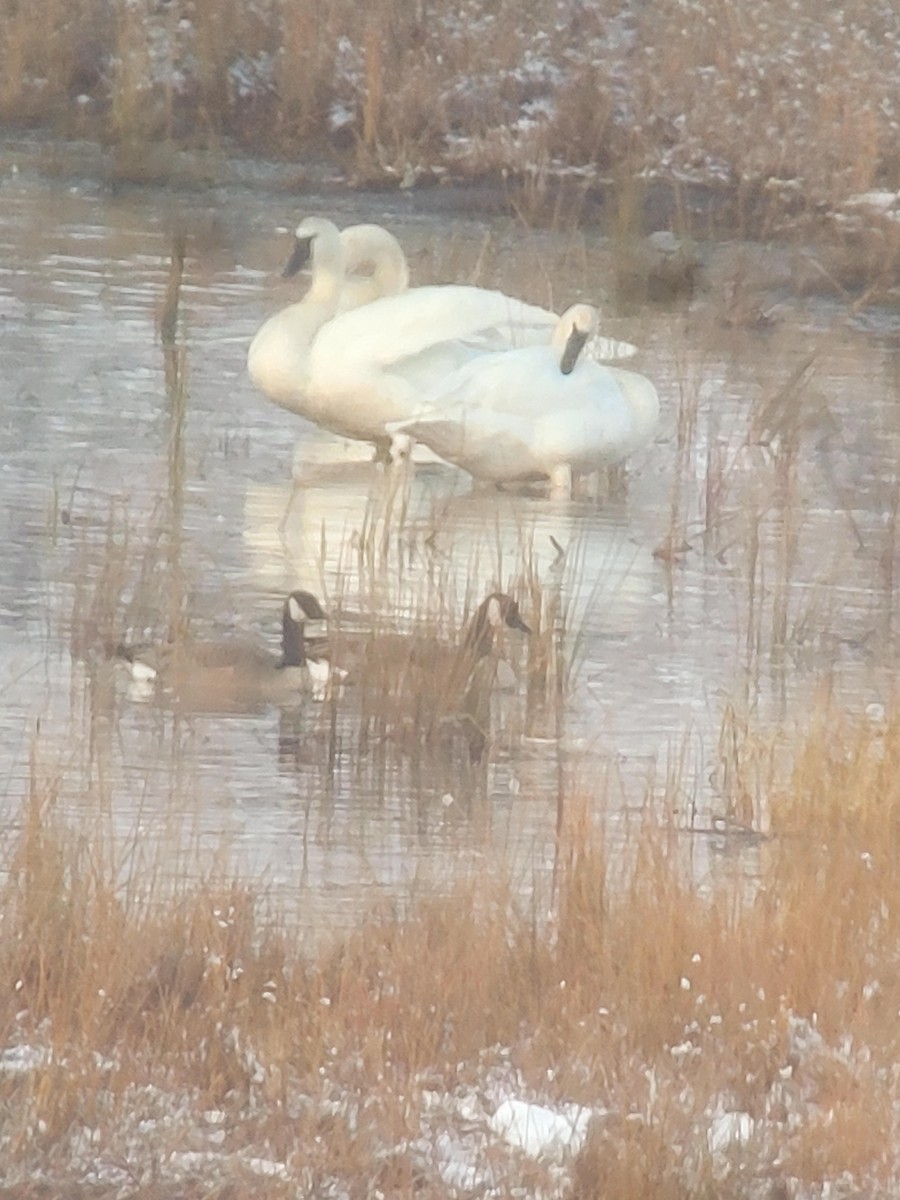 Trumpeter Swan - ML629035372