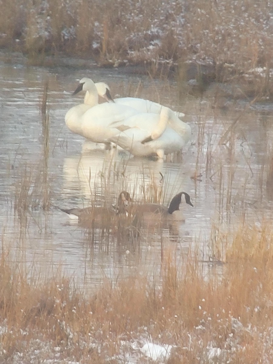 Trumpeter Swan - ML629035373