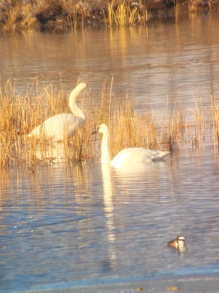 Trumpeter Swan - ML629035374