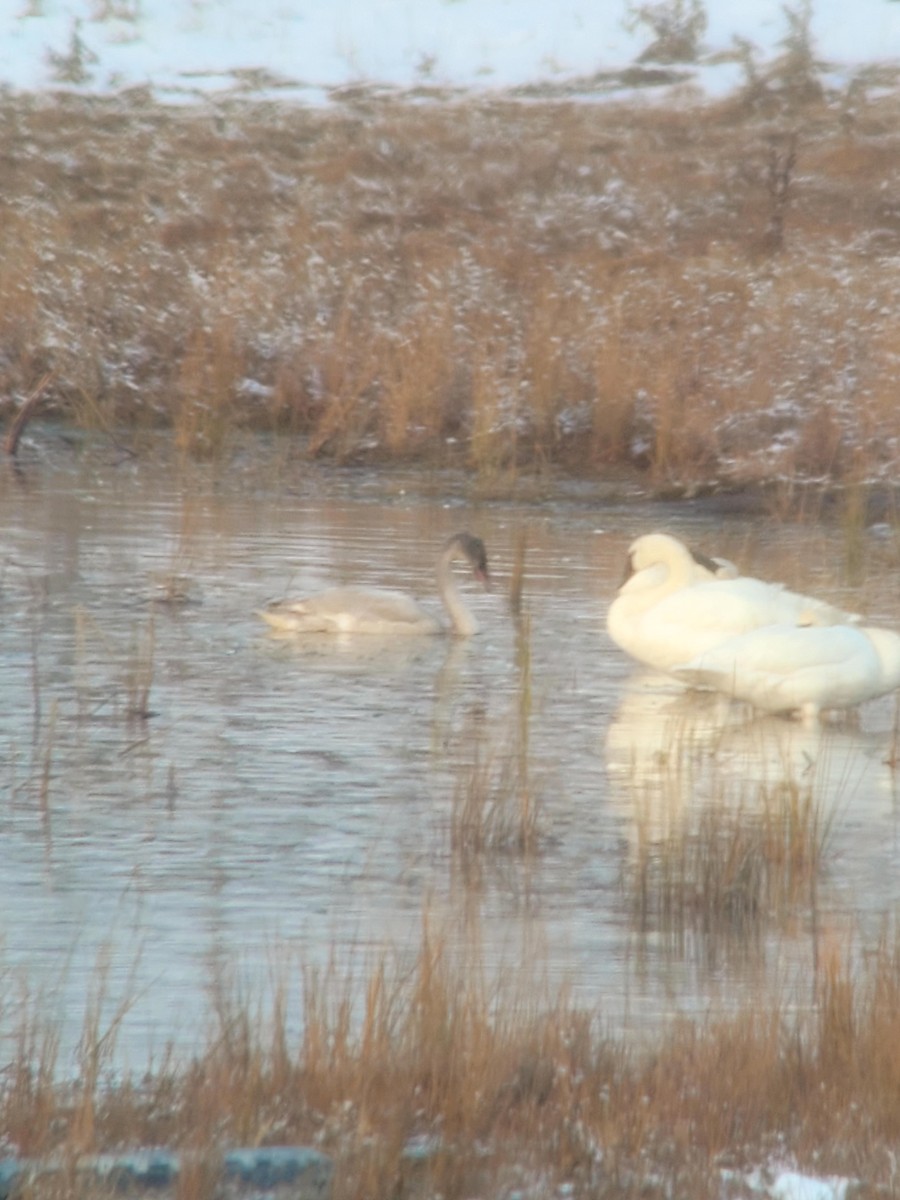 Trumpeter Swan - ML629035389